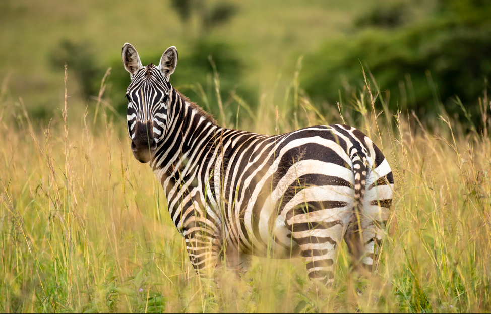 uganda national parks